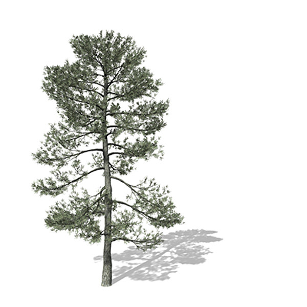 3d model xfrogplants bishop pine tree - XfrogPlants Bishop Pine by xfrog