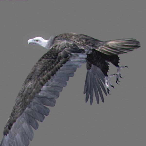 maya vultures beak wings - Animated Vultures by NONECG