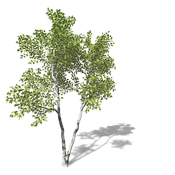 3d model xfrogplants paper birch tree - XfrogPlants Paper Birch by xfrog