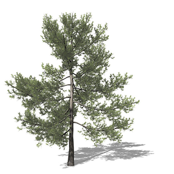 xfrogplants eastern white pine 3d model - XfrogPlants Eastern White Pine by xfrog