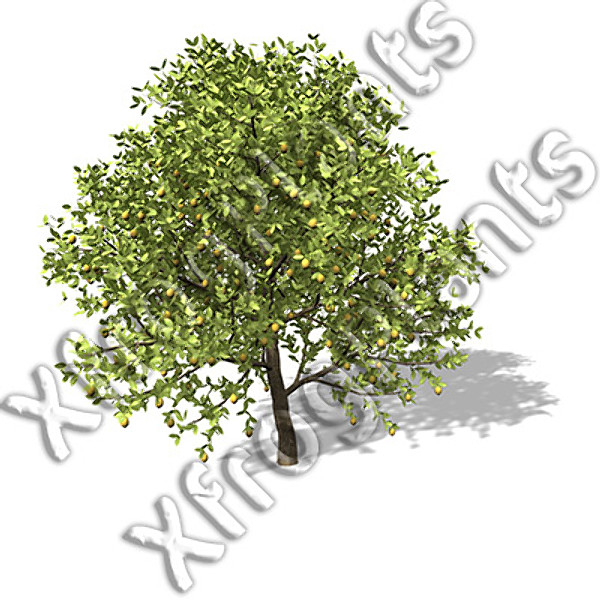 3d model trees fruit dvd plant - XfrogPlants Fruit Trees DVD by xfrog