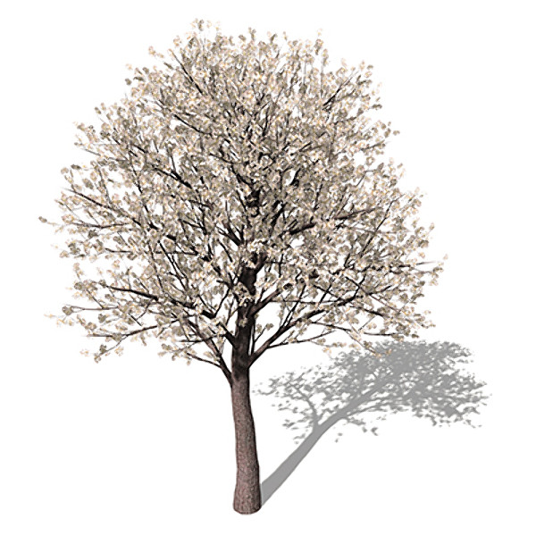 3d xfrogplants blossoming pear tree - XfrogPlants Blossoming Pear Tree by xfrog