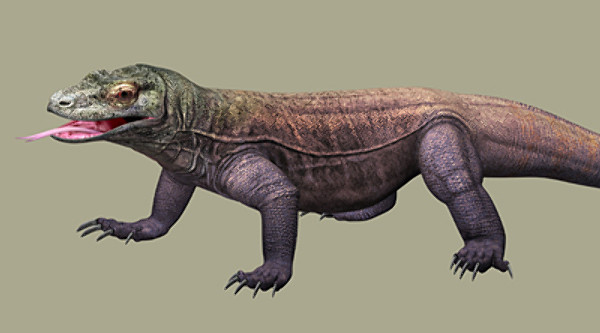 komodo dragon 3d model - komodo dragon by scrw