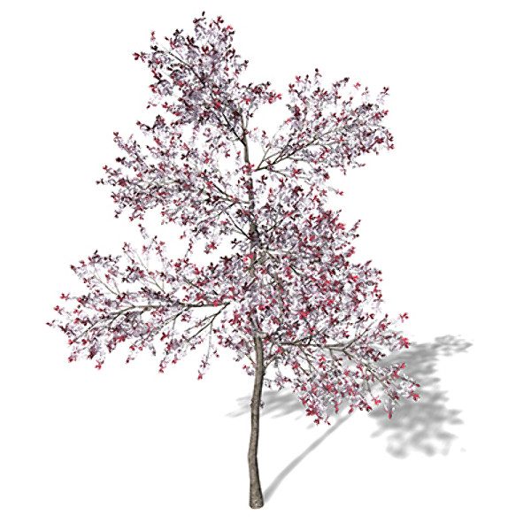 3d xfrogplants blossoming pissardii cherry model - XfrogPlants Blossoming Pissardii Cherry Plum by xfrog