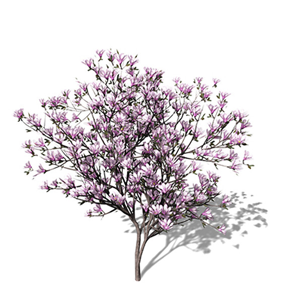 3d xfrogplants blossoming saucer magnolia - XfrogPlants Blossoming Saucer Magnolia by xfrog