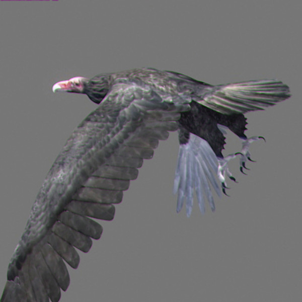 maya vultures beak wings - Animated Vultures by NONECG