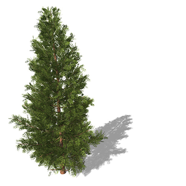 3d model of xfrogplants western red cedar - XfrogPlants Western Red Cedar by xfrog