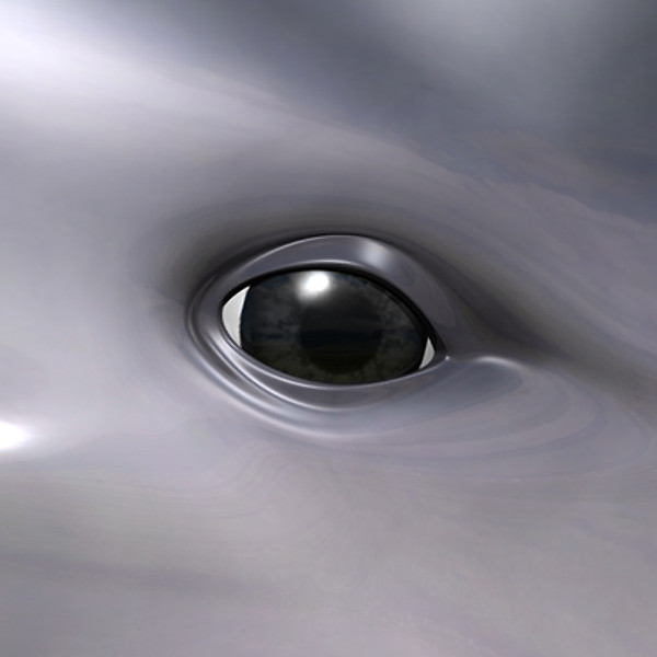 bottlenose dolphin 3d model - Dolphin ( Bottlenose ) by MotionCow