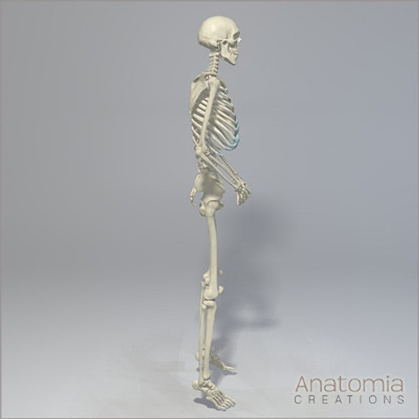3d human male skeleton - Human Male Skeleton Model with Textures by Anatomia
