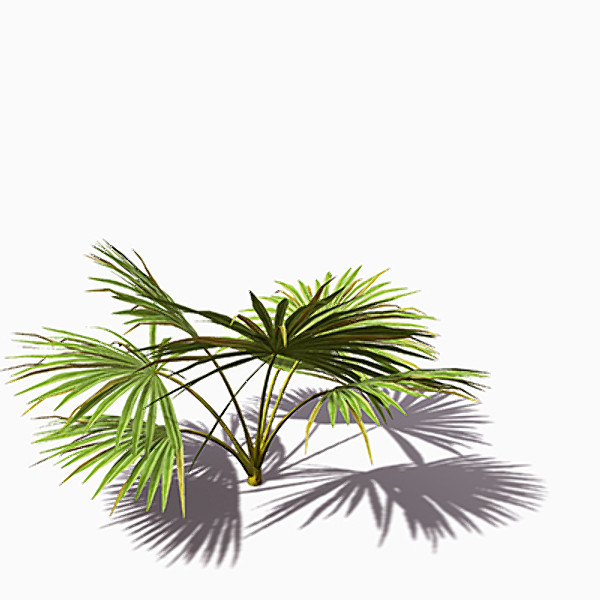 maya xfrogplants palmetto palm plant - XfrogPlants Palmetto by xfrog