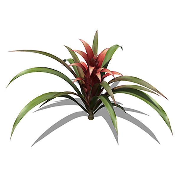 xfrogplants guzmania plant max - XfrogPlants Guzmania by xfrog