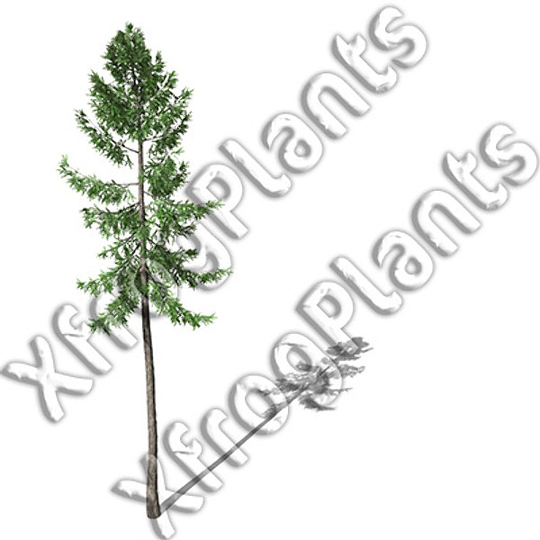 3d european trees 2 europe model - XfrogPlants European Trees 2 DVD by xfrog