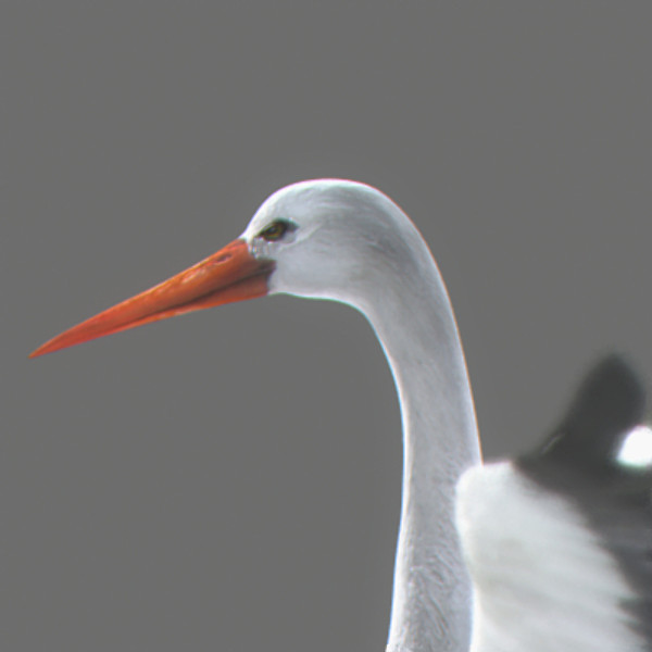 stork flight wings max - Animated Stork by NONECG
