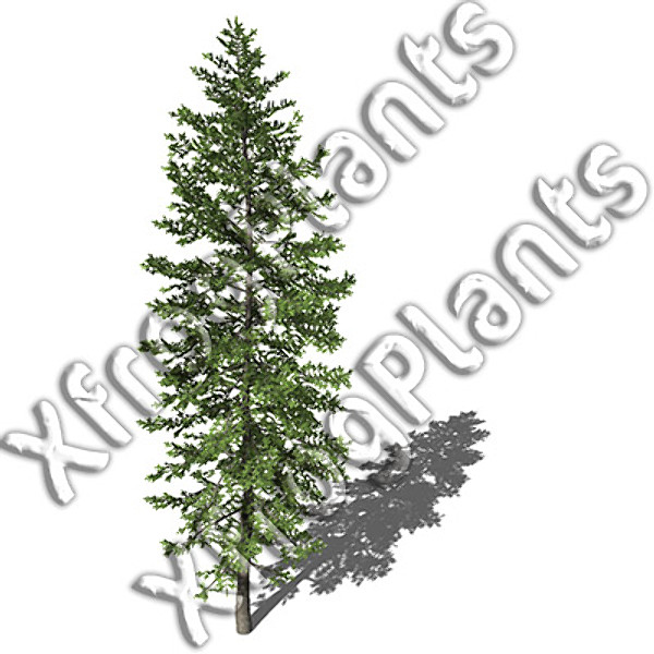 3ds max japanese trees japan dvd - XfrogPlants Japanese Trees DVD by xfrog