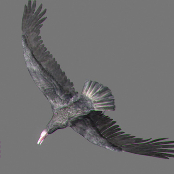 maya vultures beak wings - Animated Vultures by NONECG