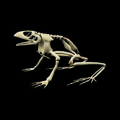3d frog skeleton - Frog Skeleton by 3d_Wanderer