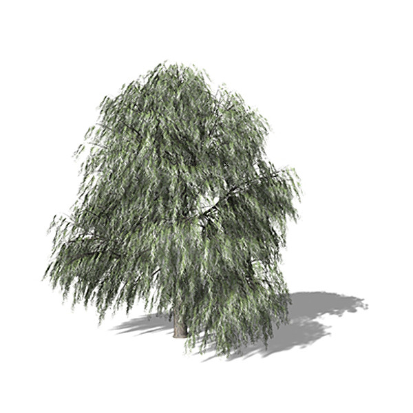 max xfrogplants weeping willow tree - XfrogPlants Weeping Willow by xfrog