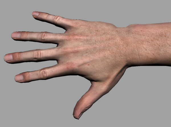hand quad high-res 3d model - Male Hand (Jointed)... by kenbishop