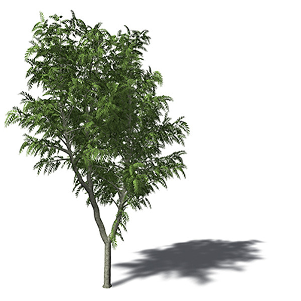 3ds max xfrogplants african mahogany tree - XfrogPlants African Mahogany by xfrog