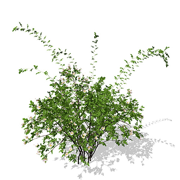 xfrogplants dog rose plant 3d model - XfrogPlants Dog Rose by xfrog