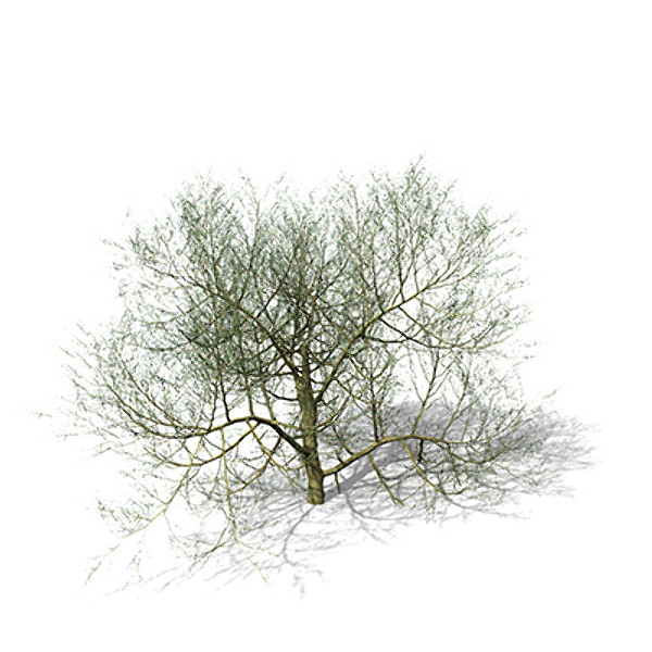 maya xfrogplants paloverde tree - XfrogPlants Paloverde by xfrog