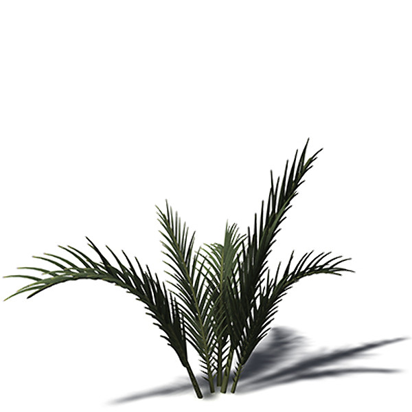 3d xfrogplants senegal date palm model - XfrogPlants Senegal Date Palm by xfrog