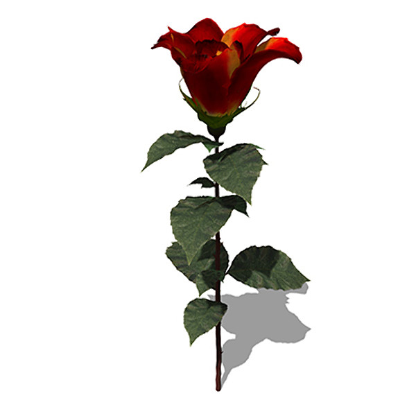 xfrogplants rose flowers 3d model - XfrogPlants Rose by xfrog