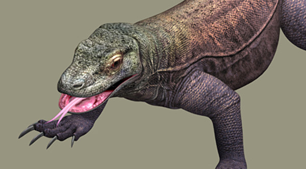 komodo dragon 3d model - komodo dragon by scrw