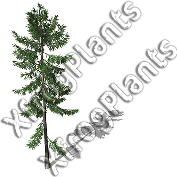basic trees dvd xfrogplants 3d model - XFrogPlants Basic Trees DVD by xfrog
