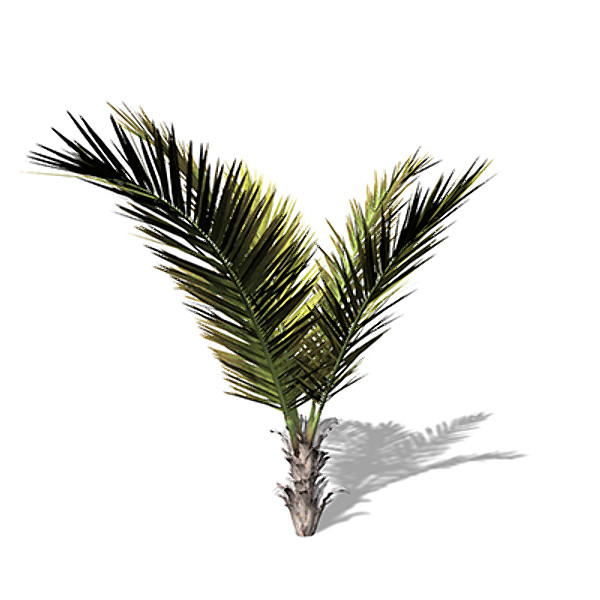 coconut palm tropical plant 3d model - XfrogPlants Coconut palm by xfrog
