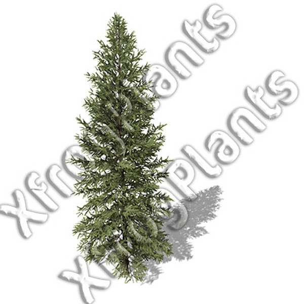 western usa trees dvd 3ds - XfrogPlants Trees from Western USA DVD by xfrog
