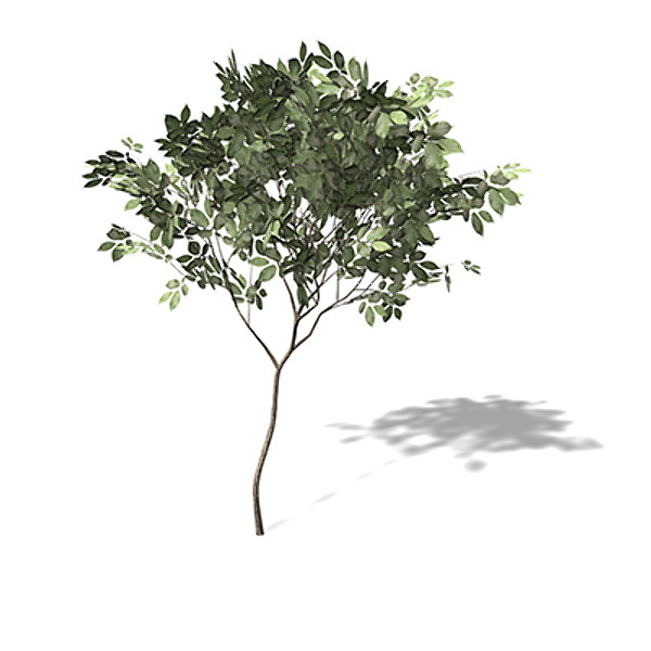 3ds xfrogplants hornbeam tree plant - XfrogPlants Hornbeam by xfrog