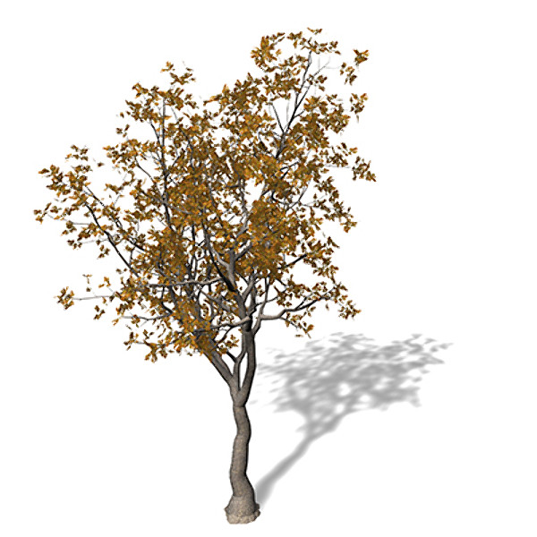 xfrogplants autumn english oak 3d max - XfrogPlants Autumn English Oak by xfrog