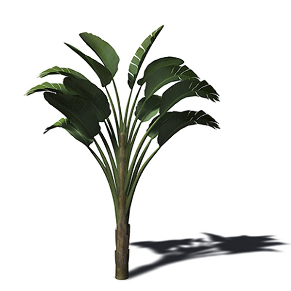 3ds xfrogplants white bird paradise - XfrogPlants White Bird of Paradise by xfrog