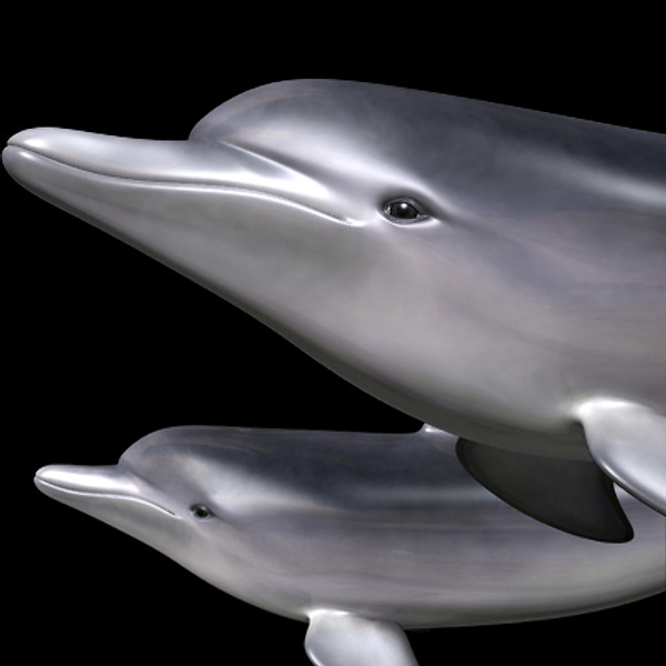 bottlenose dolphin 3d model - Dolphin ( Bottlenose ) by MotionCow