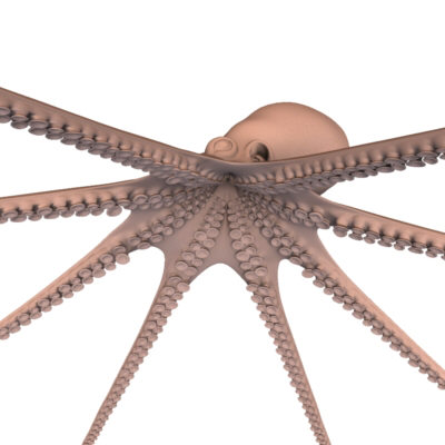 3d model octopus squid - Octopus by FraP