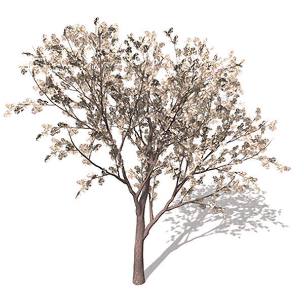 3d xfrogplants blossoming pear tree - XfrogPlants Blossoming Pear Tree by xfrog
