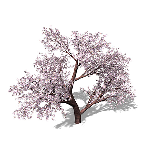 3d model xfrogplants blossoming japanese crab - XfrogPlants Blossoming Japanese Crab Apple by xfrog