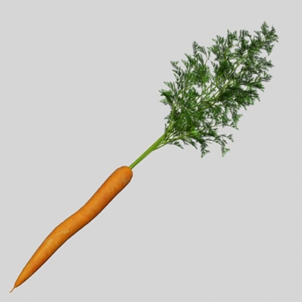 3d model of carrot vegetable - Carrot by CutCat
