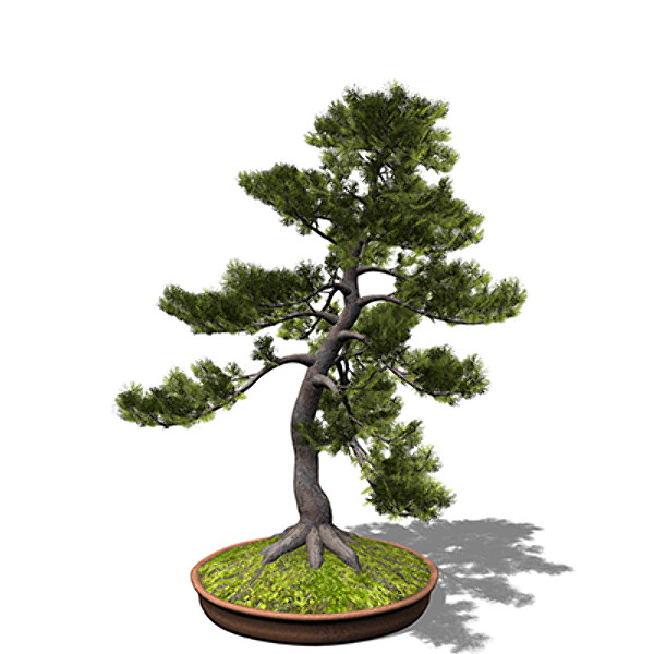 xfrogplants bonsai japanese white pine 3d 3ds - XfrogPlants Bonsai Japanese White Pine by xfrog