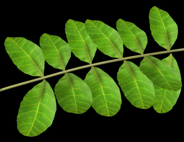 brazilian pepper tree branch 3ds - Brazilian Pepper Tree Branch & Leaves by Imagetek3D