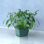 realistic house plant 3d max