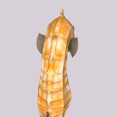 maya sea horse - Seahorseyellow.obj.zip... by Tripoint Models