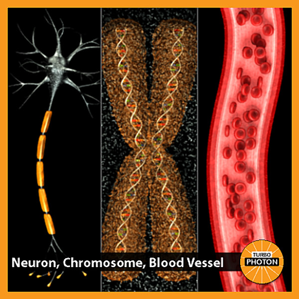 3ds max neuron chromosome blood vessel - Neuron, Chromosome, Blood Vessel by TurboPhoton
