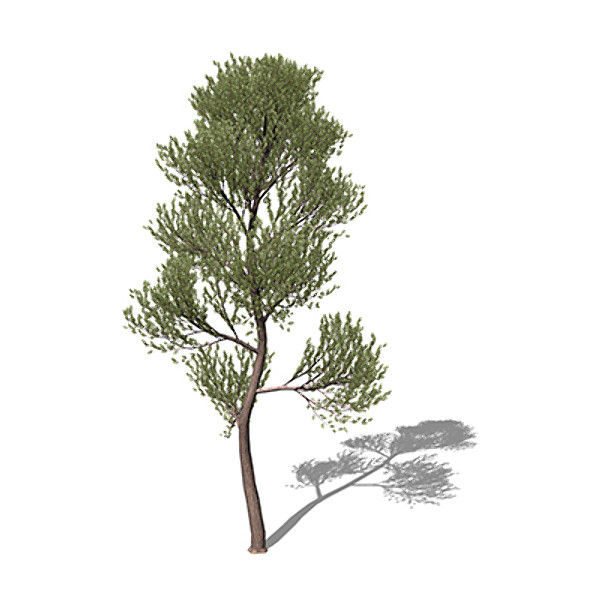 xfrogplants scotch pine tree 3d model - XfrogPlants Scotch Pine by xfrog