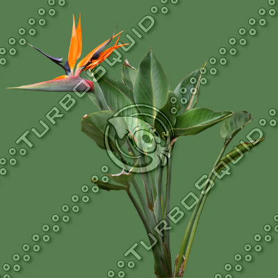 FlowerL_34.tga