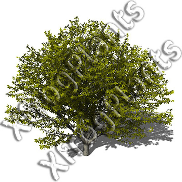 3ds max japanese trees japan dvd - XfrogPlants Japanese Trees DVD by xfrog