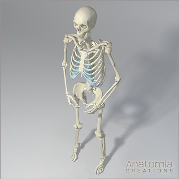 3d human male skeleton - Human Male Skeleton Model with Textures by Anatomia