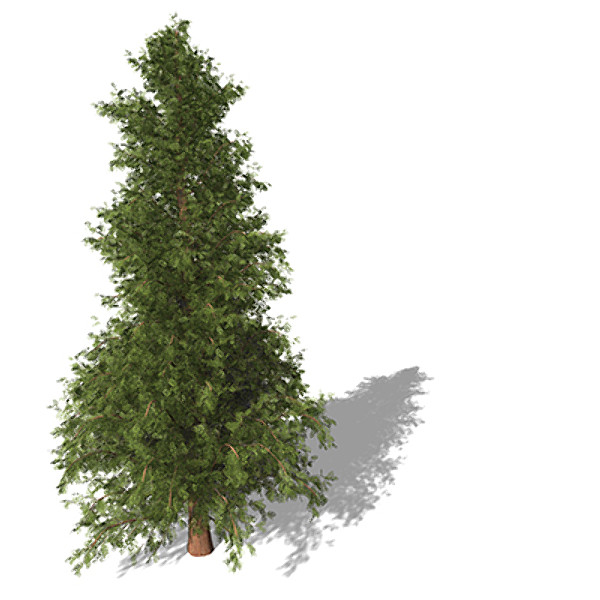 3d model of xfrogplants western red cedar - XfrogPlants Western Red Cedar by xfrog
