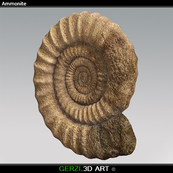 3d ammonite fossile - Ammonite Fossil by Gerzi 3D ART